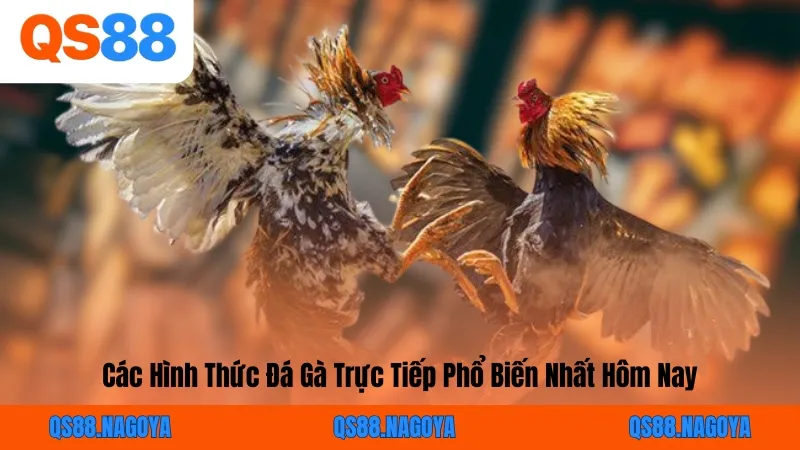 Các Hình Thức Đá Gà Trực Tiếp Phổ Biến Nhất Hôm Nay